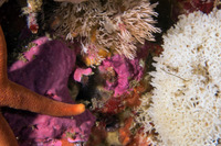 Discorsopagurus schmitti (Tubeworm Hermit Crab)