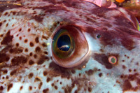 Ophiodon elongatus (Lingcod)