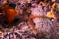 Ophiothrix spiculata (Spiny Brittle Star)