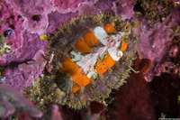 Mopalia ciliata (Hairy Chiton)