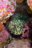 Scorpaenichthys marmoratus (Cabezon)