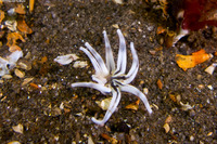 Halcampa crypta (Cryptic Burrowing Anemone)