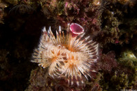 Serpula columbiana (Serpulid Worm)