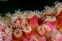 Corynactis californica (Club-Tipped Anemone)