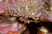 Cancer productus (Red Rock Crab)