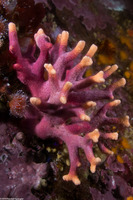 Stylaster californicus (California Hydrocoral)