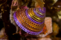 Calliostoma annulatum (Blue-Ring Top Snail)