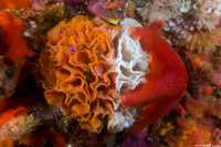 Phidolopora labiata (Lacy Bryozoan)