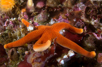 Henricia leviuscula (Blood Star)