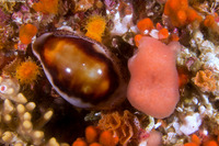 Neobernaya spadicea (Chestnut Cowry)