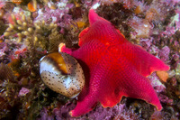 Neobernaya spadicea (Chestnut Cowry)