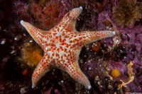 Dermasterias imbricata (Leather Star)