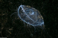 Mitrocoma cellularia (Cross Jelly)