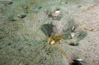 Thelepus crispus (Terebellid Worm)