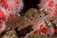 Sebastes auriculatus (Brown Rockfish)