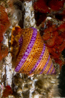 Calliostoma annulatum (Blue-Ring Top Snail)