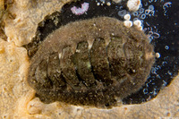 Mopalia hindsii (Hinds' Mopalia)