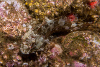 Scorpaenichthys marmoratus (Cabezon)