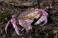 Metacarcinus gracilis (Graceful Crab)