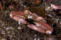 Latulambrus occidentalis (Sandflat Elbow Crab)