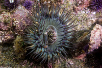 Anthopleura sola (Sunburst Anemone)
