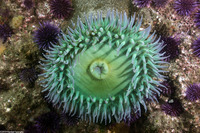 Anthopleura xanthogrammica (Giant Green Anemone)