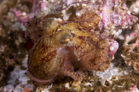 Octopus rubescens (Red Octopus)