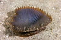 Myxicola sp.1 (Slime Fan Worm)