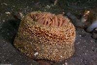 Urticina columbiana (Sand-Rose Anemone)