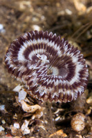 Acromegalomma sp.1 (Sabellid Worm)