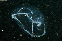 Mitrocoma cellularia (Cross Jelly)
