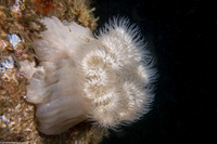 Metridium senile (Plumose Anemone)