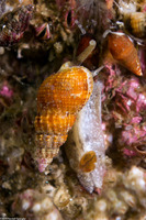 Nassarius mendicus (Western Lean Nassa)