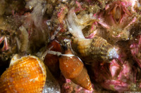 Nassarius mendicus (Western Lean Nassa)