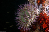 Anthopleura sola (Sunburst Anemone)