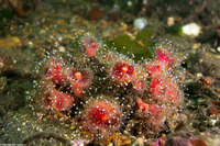 Corynactis californica (Club-Tipped Anemone)