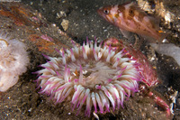 Anthopleura sola (Sunburst Anemone)