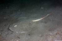 Platyrhinoidis triseriata (Thornback)