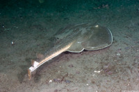 Platyrhinoidis triseriata (Thornback)