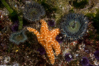Pisaster ochraceus (Ochre Star)