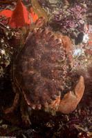Romaleon antennarium (Pacific Rock Crab)
