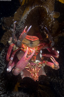 Pugettia producta (Northern Kelp Crab)
