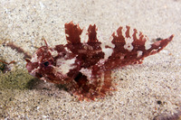 Scorpaenichthys marmoratus (Cabezon)