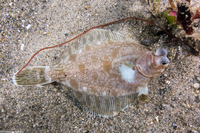 Pleuronichthys coenosus (C-O Sole)