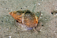 Nassarius fossatus (Giant Western Nassa)