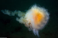 Phacellophora camtschatica (Egg-Yolk Jelly)
