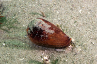 Californiconus californicus (California Cone Snail)