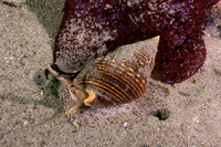 Nassarius fossatus (Giant Western Nassa)