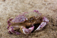 Metacarcinus gracilis (Graceful Crab)