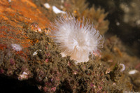 Metridium senile (Plumose Anemone)